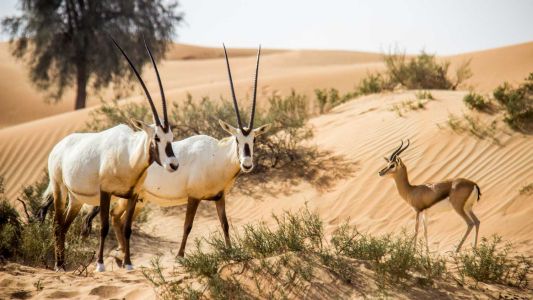 Dubai Desert Conservation Reserve