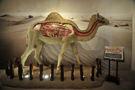 The Camel Museum