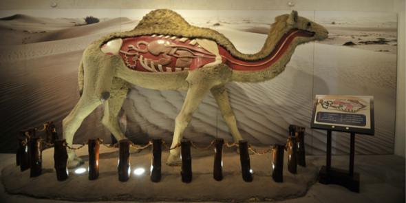 The Camel Museum